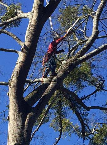 Fast Tree Removal Services Dunwoody | Dunwoody GA
