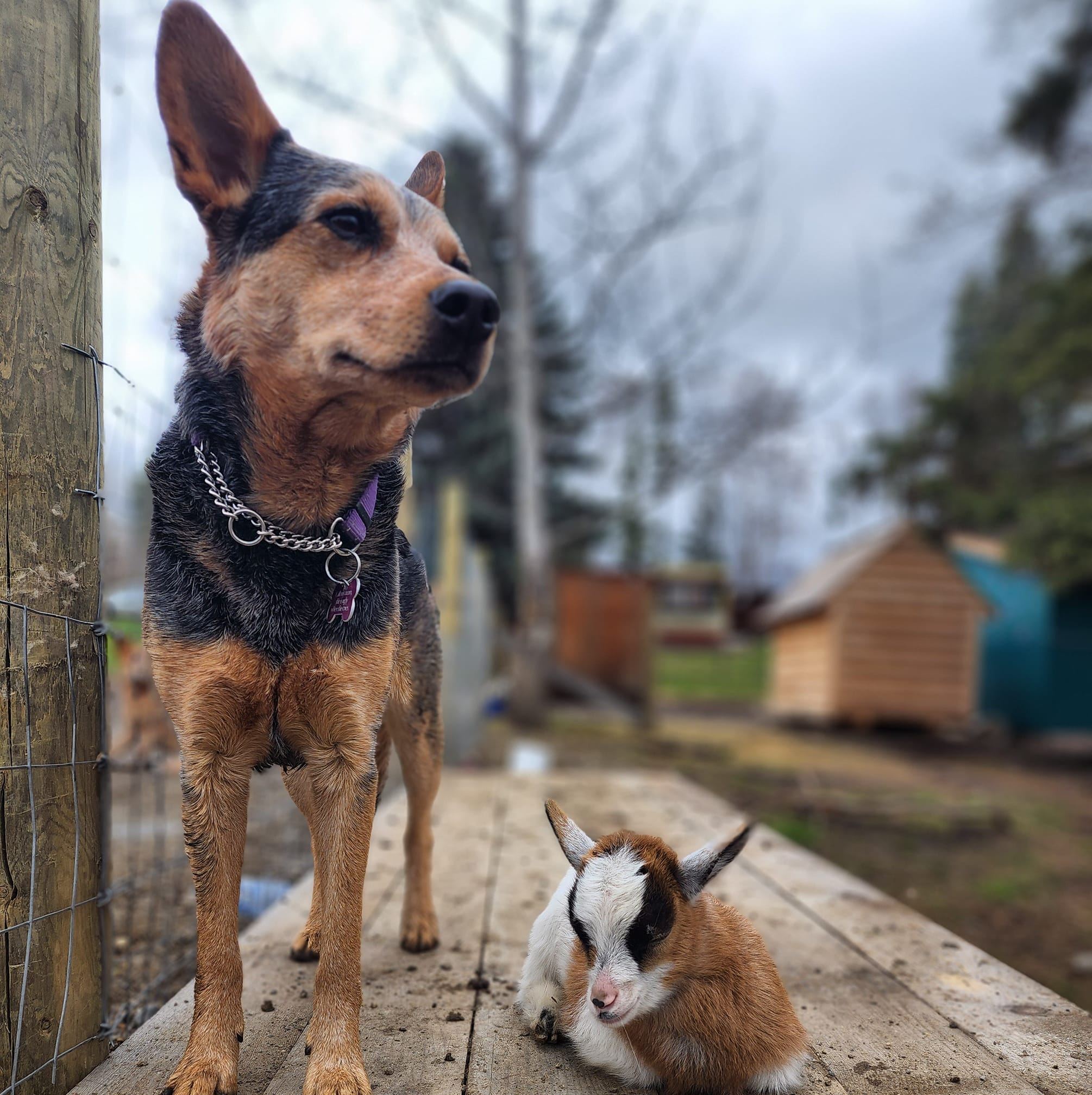 Rusty Nail Ranch