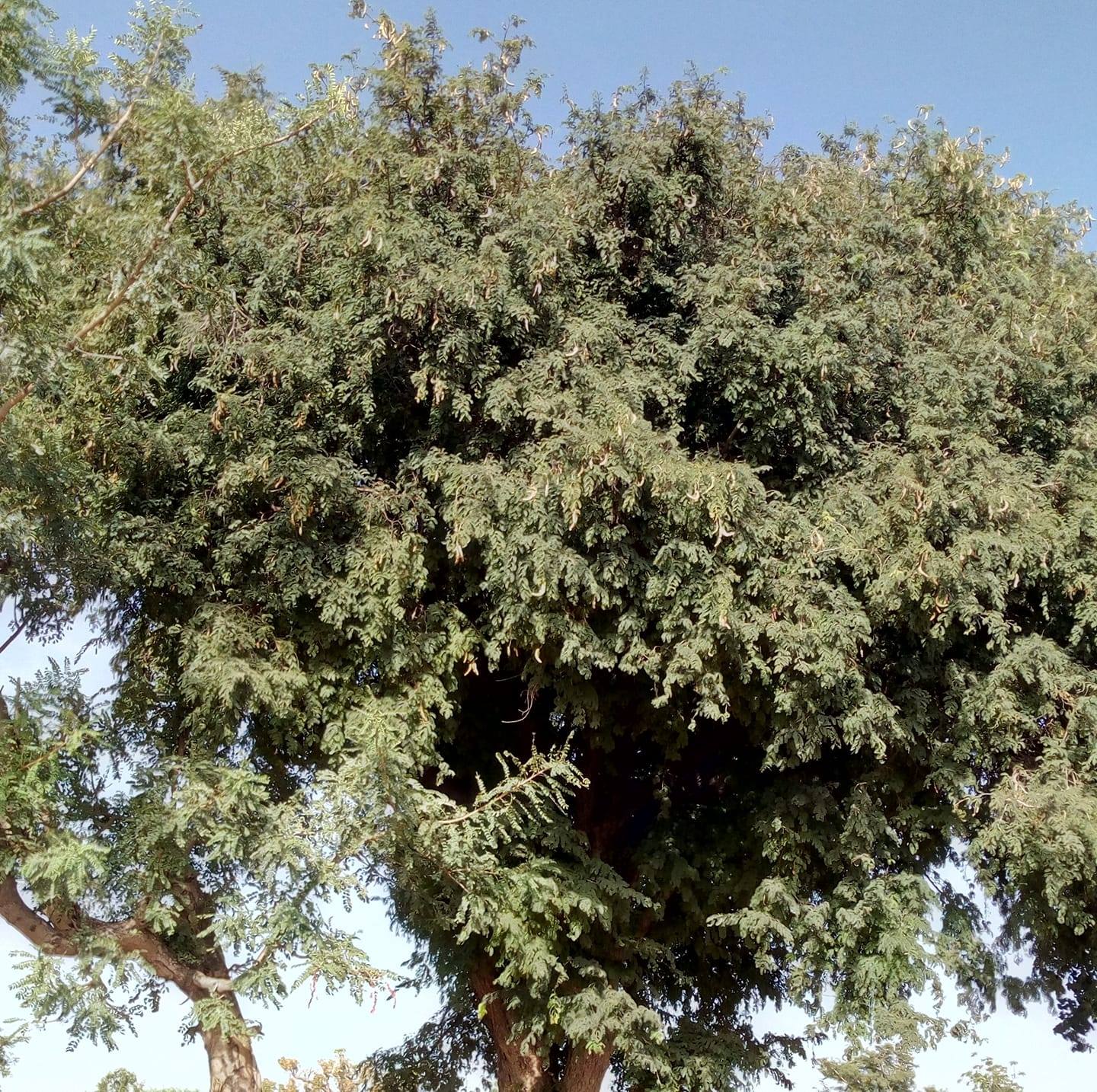 Tsamiya Tara, Ganguli Kazaure Community