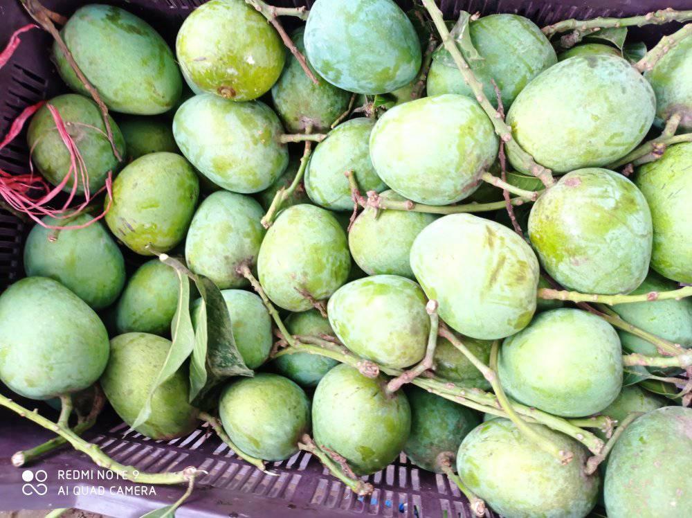 চাঁপাই এর আম বাজার | Ranihati