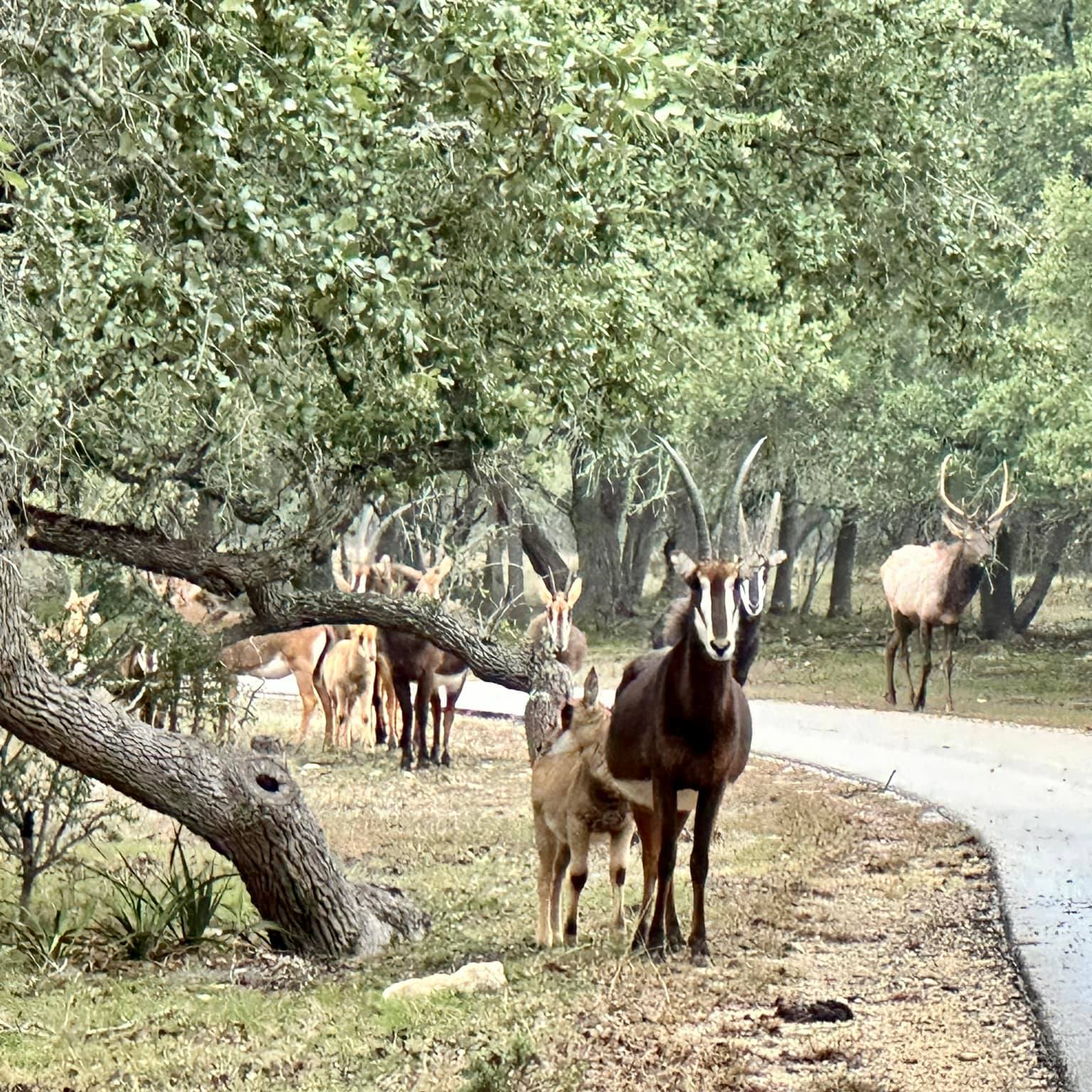 Double G Ranch | Spring Branch TX