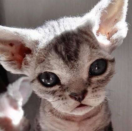 Rexellent Devon Rex Cattery