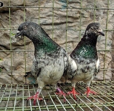 Saeid Rana Pigeon Loft HB | Dhaka