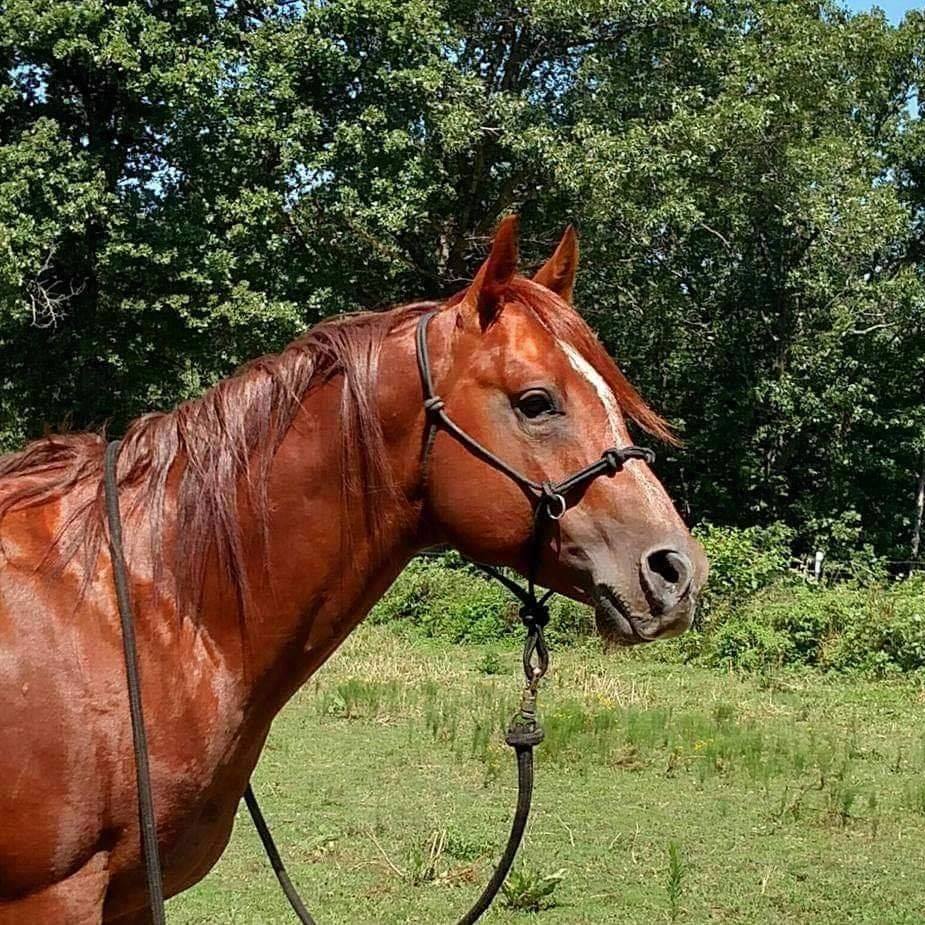 Morehouse Ranch Quarter Horses and Paints | Humansville MO