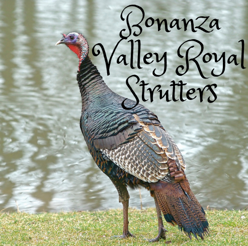 Bonanza Valley Royal Strutters