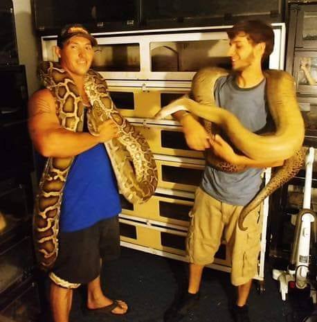Premier Pythons