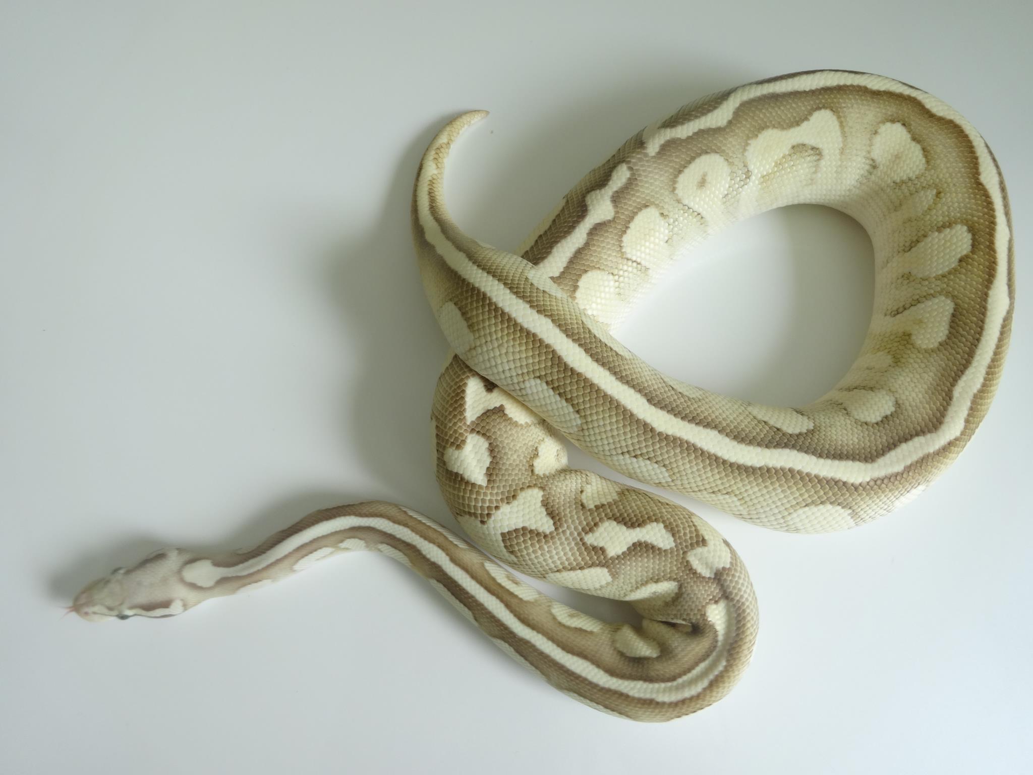 pythonregius-morphs.ch