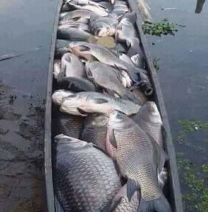 Poissonnerie Fraiche De La RDC Mbisi Ya Mboka