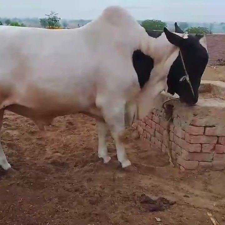 Murtaza Cattle Farm | Khanpur Janubi