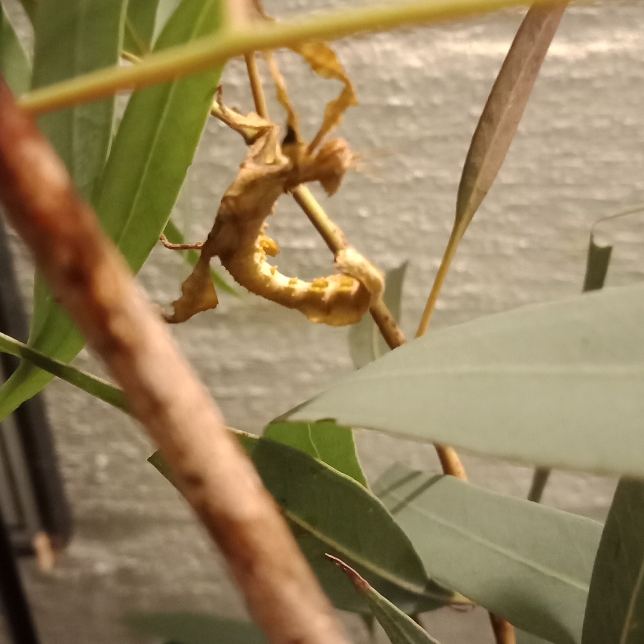 Incredible Insects - spiny leaf insects Canberra | Canberra ACT