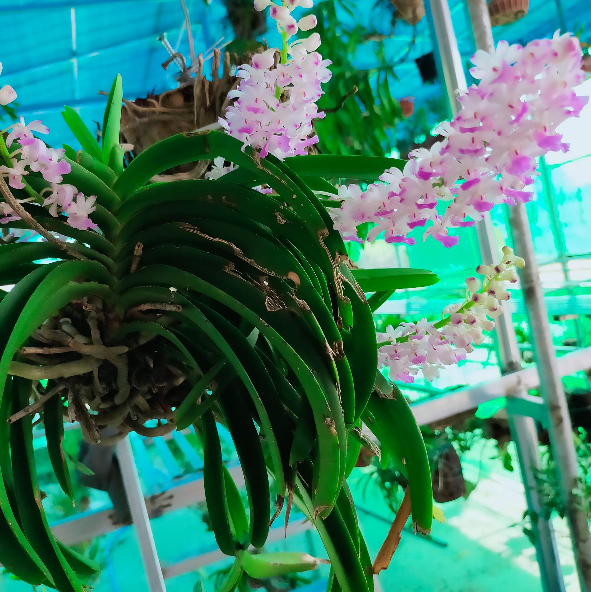 Lan Rừng Việt Nam | Phan Thiet