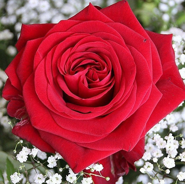 La Rosa di Rado Angelina | Picerno
