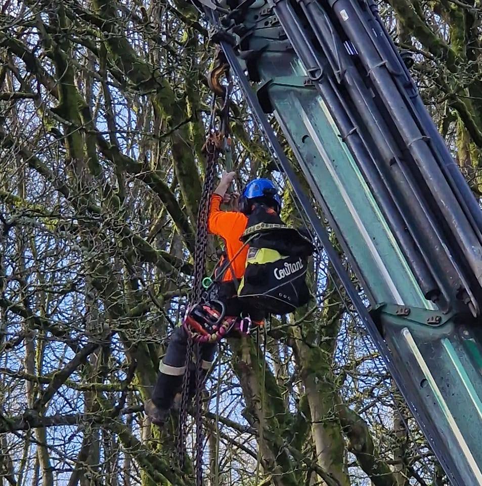 DBL Tree Surgeons | Ackworth