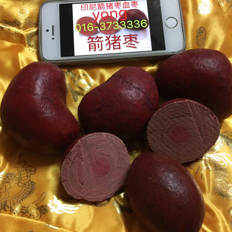 箭猪枣血枣豪猪枣