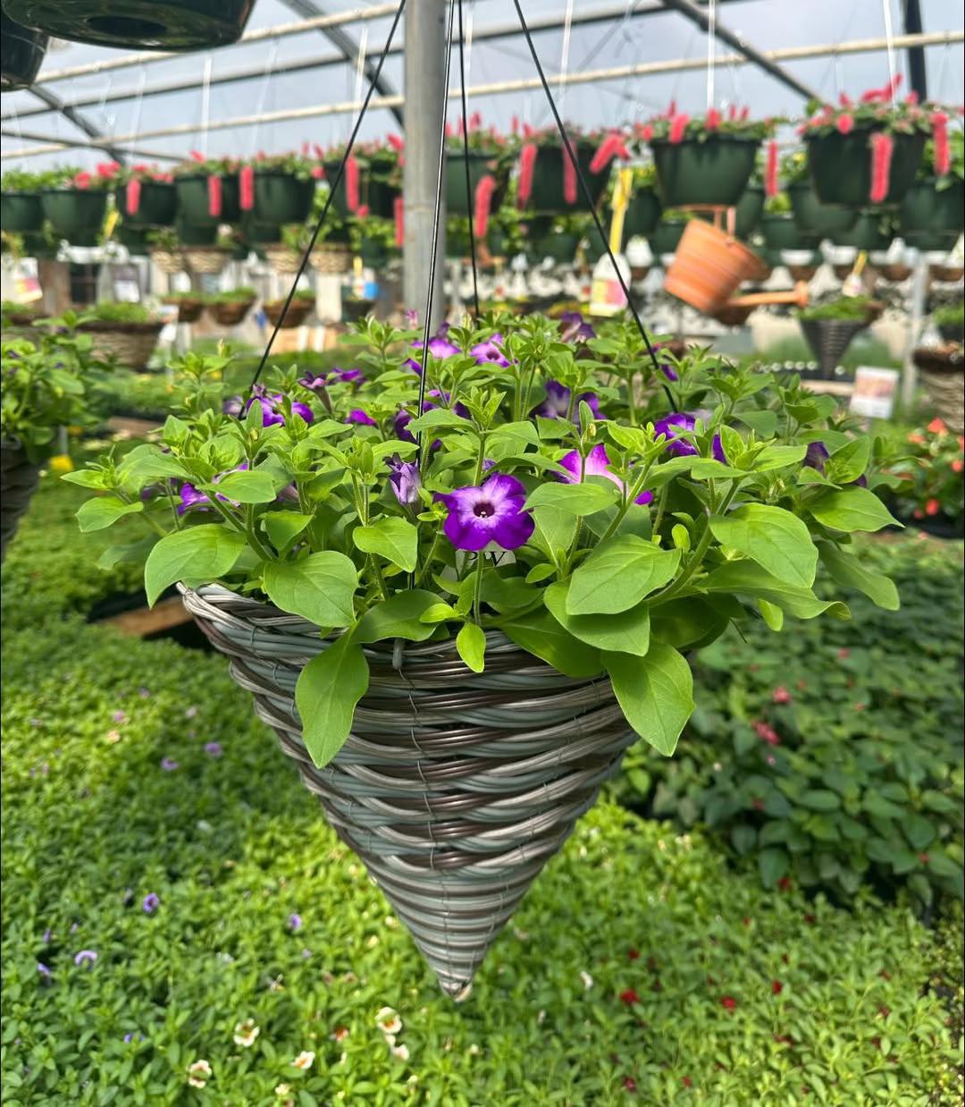 In Bloom Greenhouse | Green Bay WI