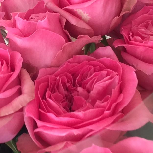 Rose bon bon