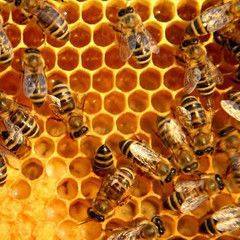 Harris Co Beekeepers Association