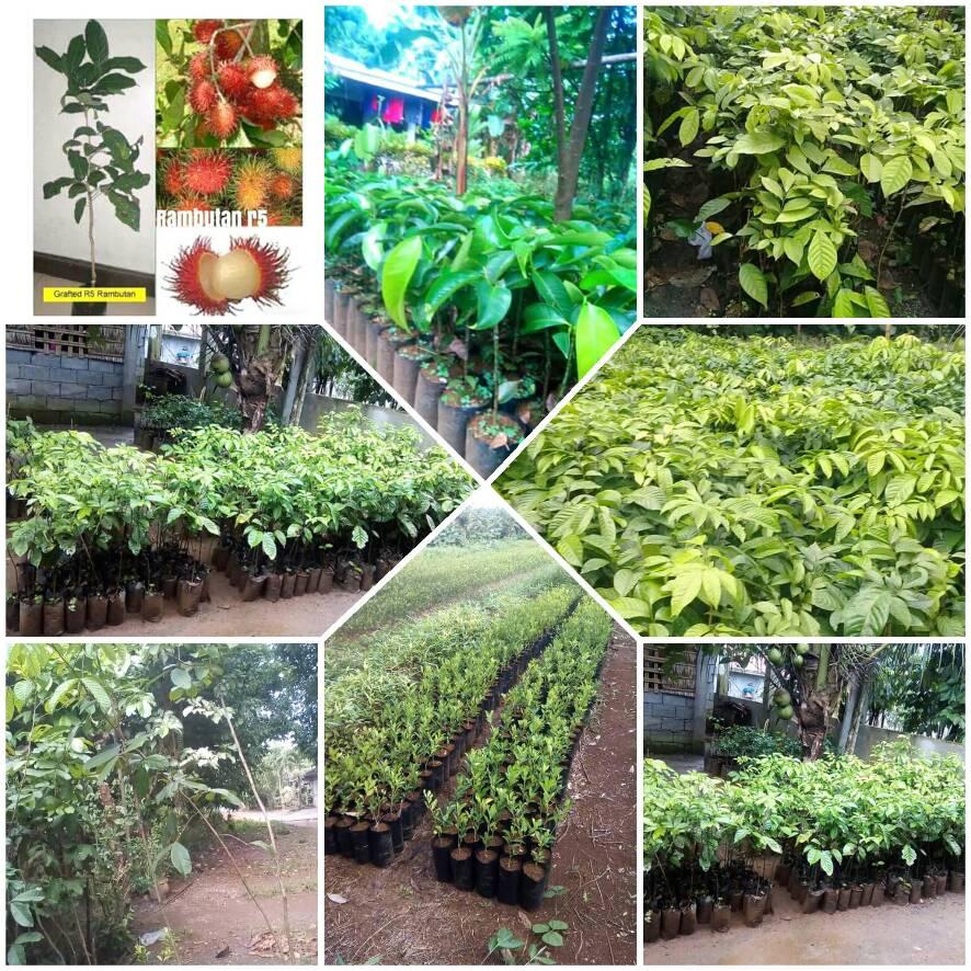 Grafted Fruit Trees-Here in Oriental Mindoro