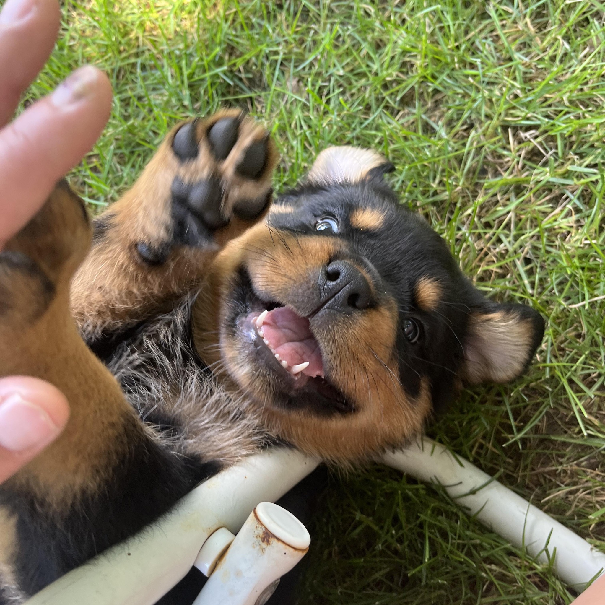 Ridge Rottweilers | Parma MI