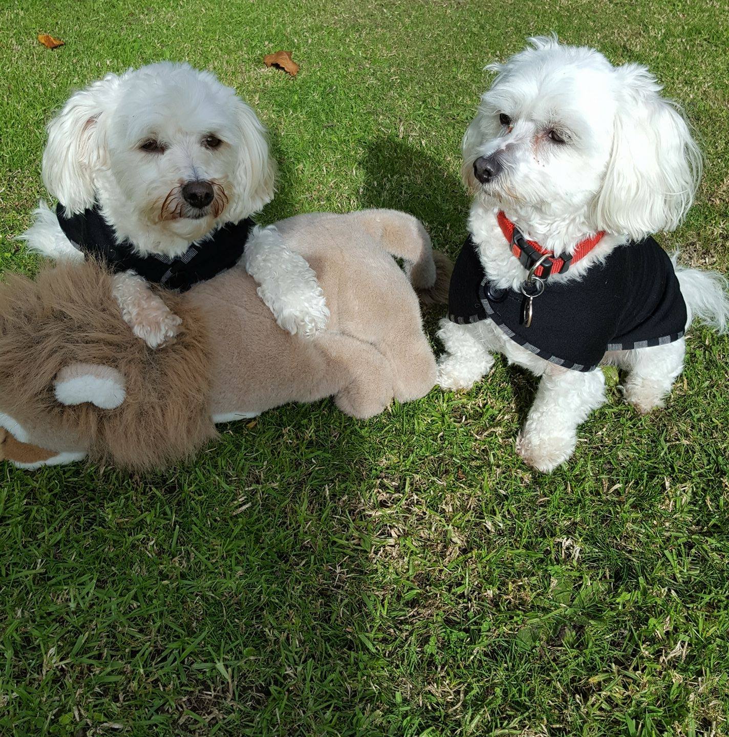 Freddie and Febee added a new photo. - Freddie and Febee