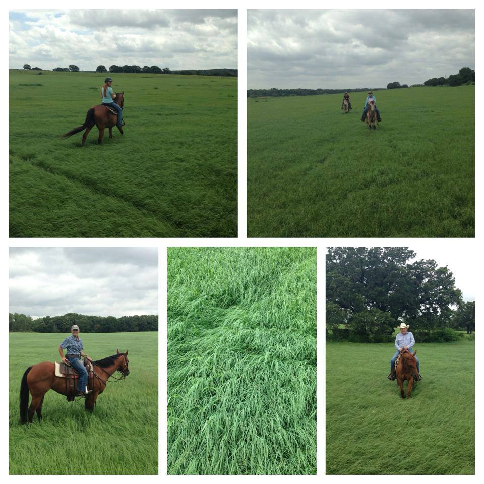 D H Edwards Ranch, Inc | Weatherford TX