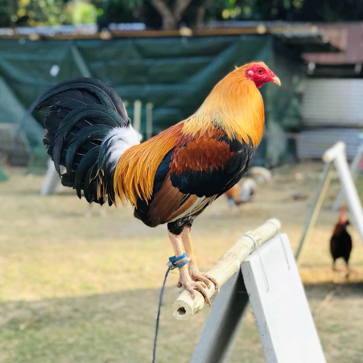 F Bros Gamefowl