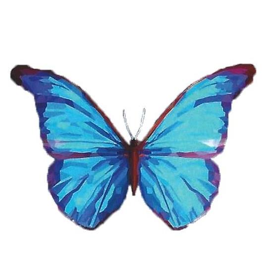 Blue Butterfly Yoga Palm Harbor FL