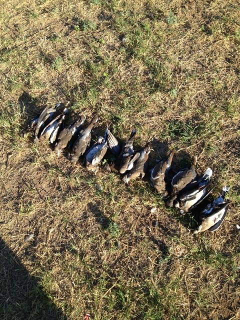4A Ranch Dove Hunts | Sabinal TX