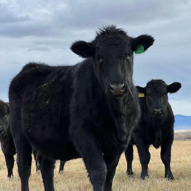 Arrington Ranch LLC | Wisdom MT