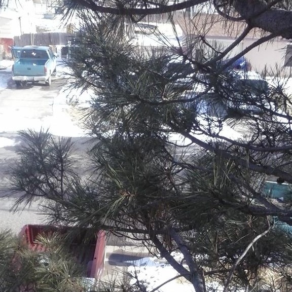 Bernie's Tree Service | Dodge City KS