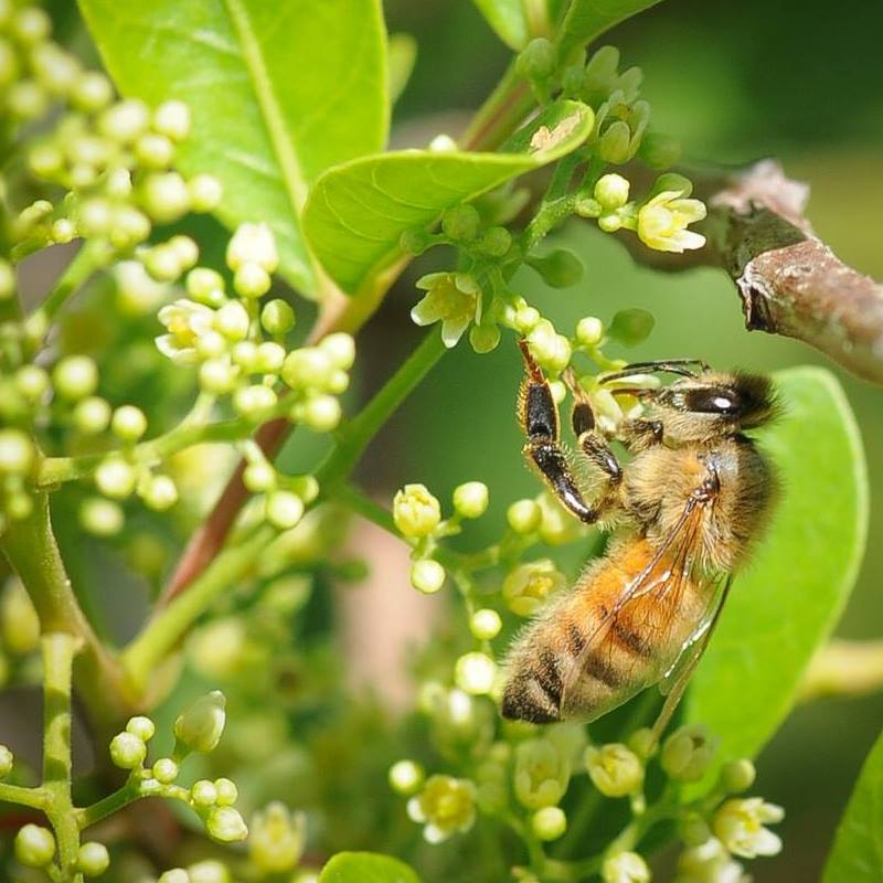 Bee2Bee