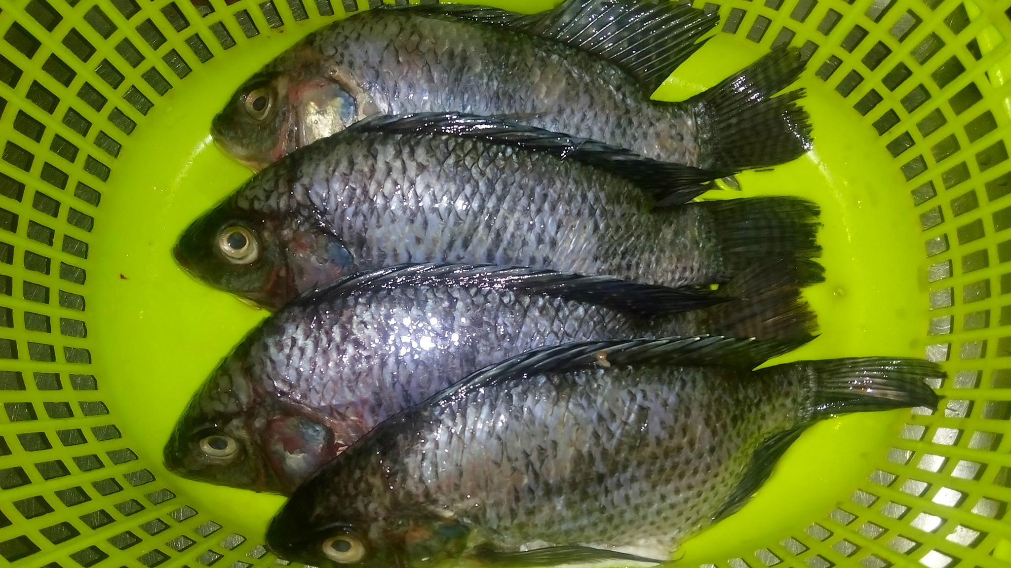 Fresh Lake Victoria Tilapia