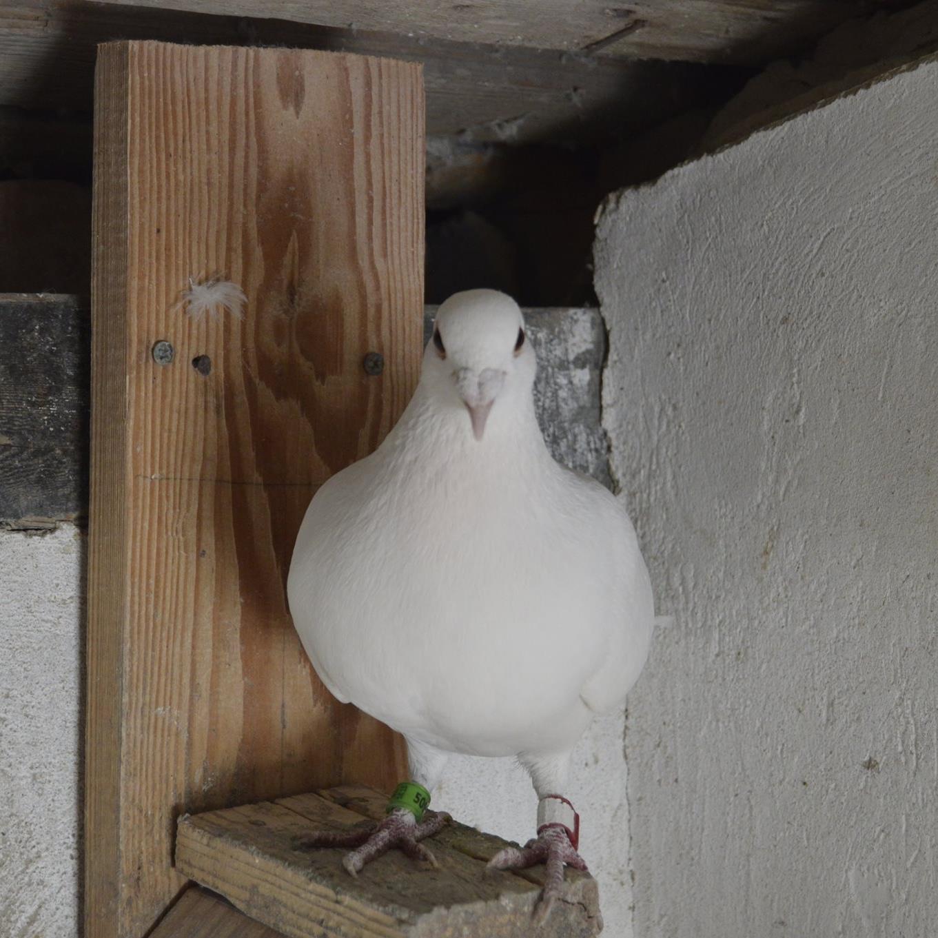 Biele poštové holuby, white racing pigeon, белые почтовые голуби | Vinné