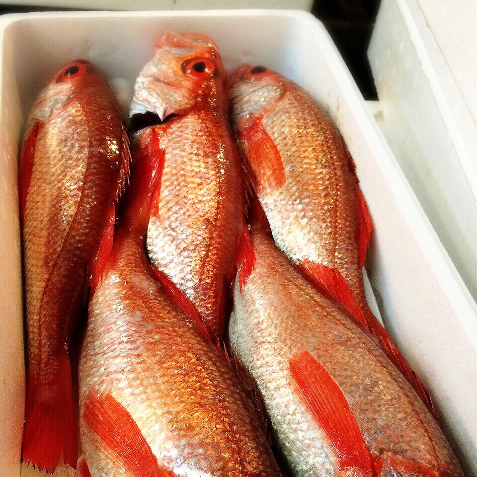 日本食 りゅうの介 - これを見たら仕入れずにはいられませんでした！ #日本食りゅうの介 #魚好き #魚美味い #網走 #キンキ #めんめ ...