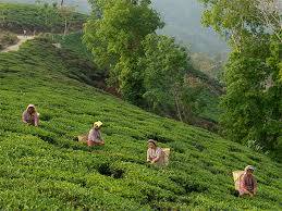 Chandan Tea Corporation | Kolkata