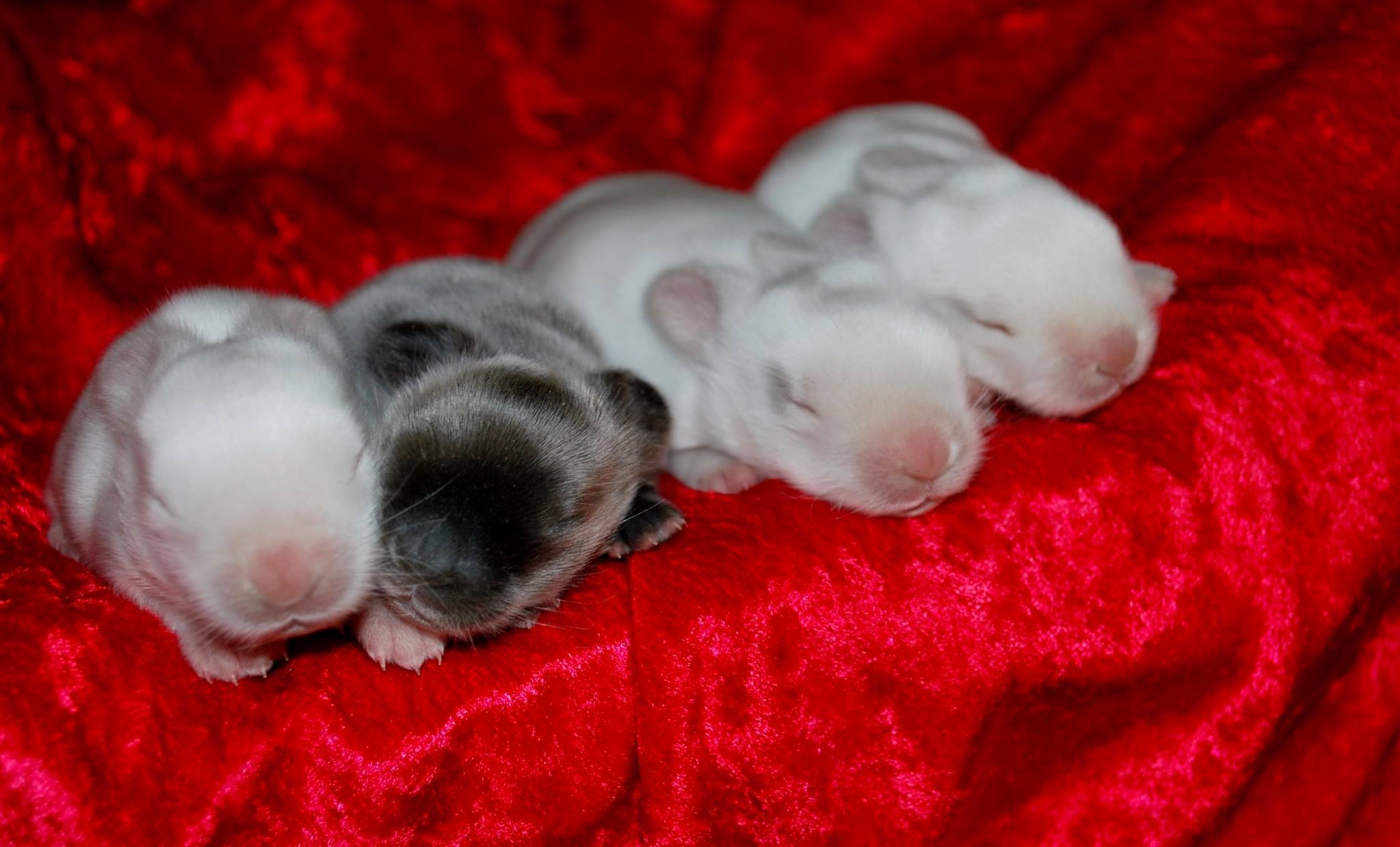 Cavriolet Cashmere Rabbit Stud | Grafton NSW
