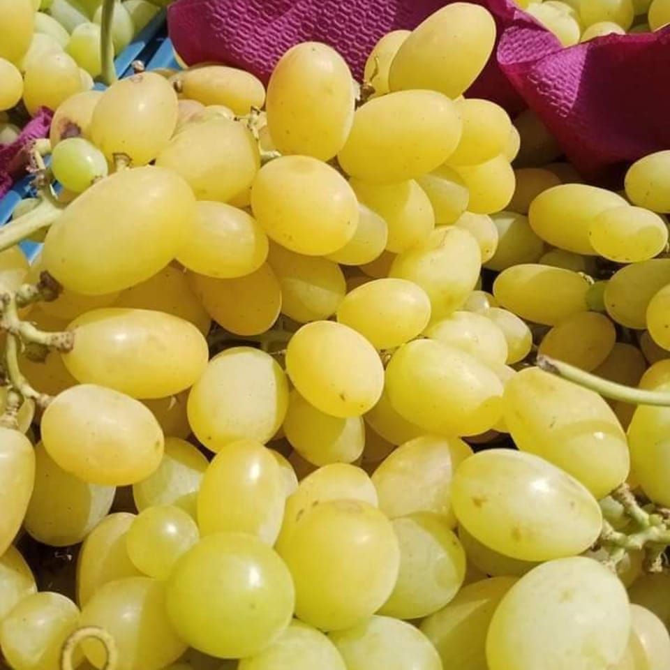 خضر و غلال القلال