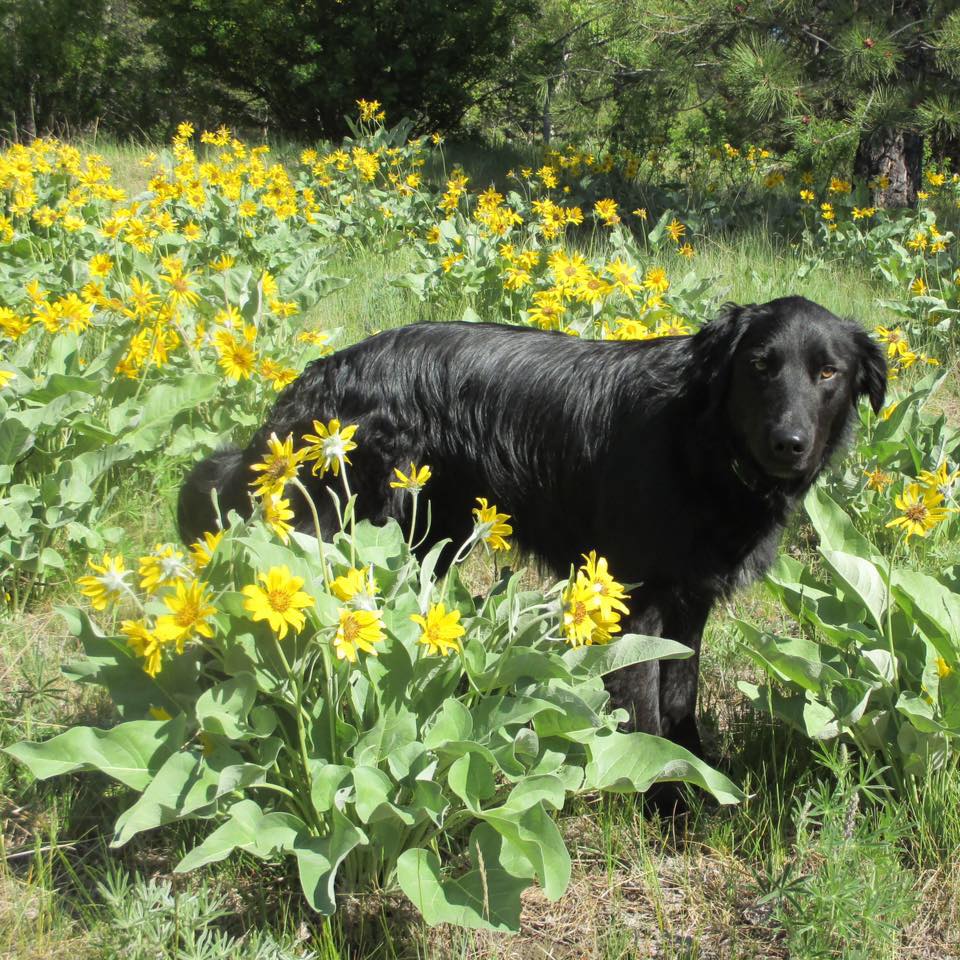 Anything is Pawsable Dog Training