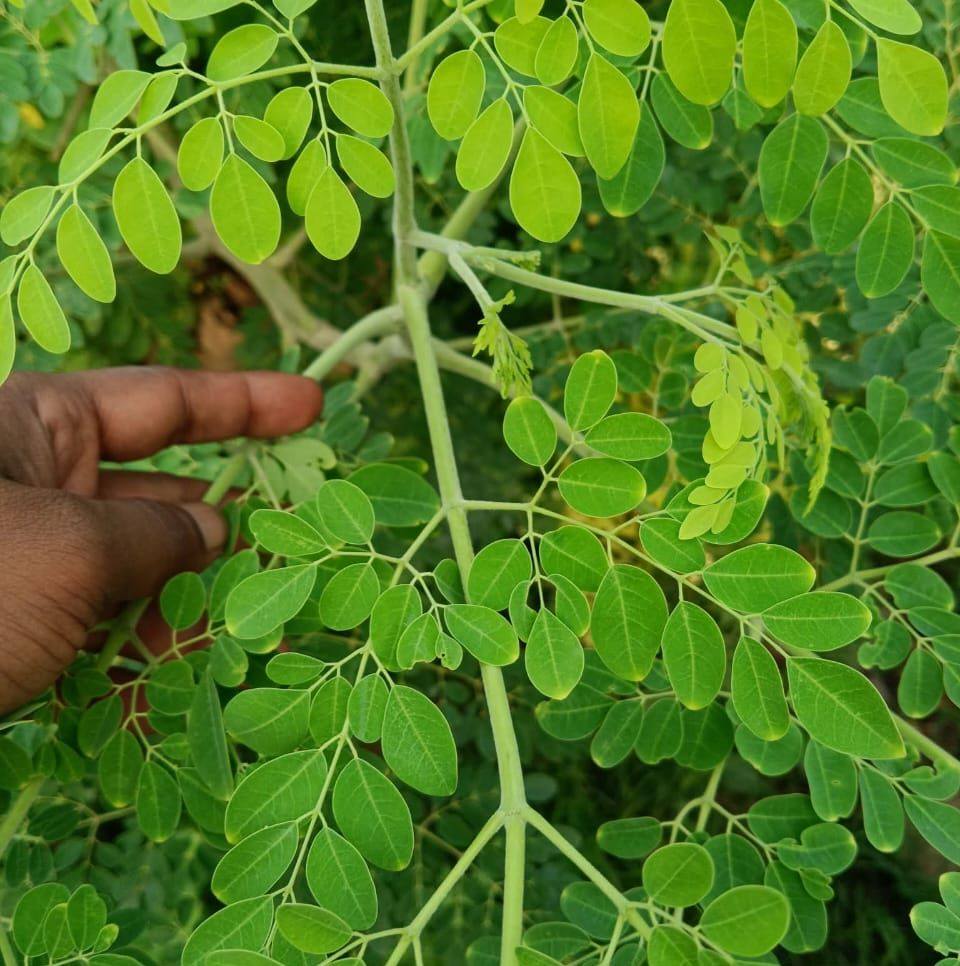 All India Institute of Ayurveda, New Delhi