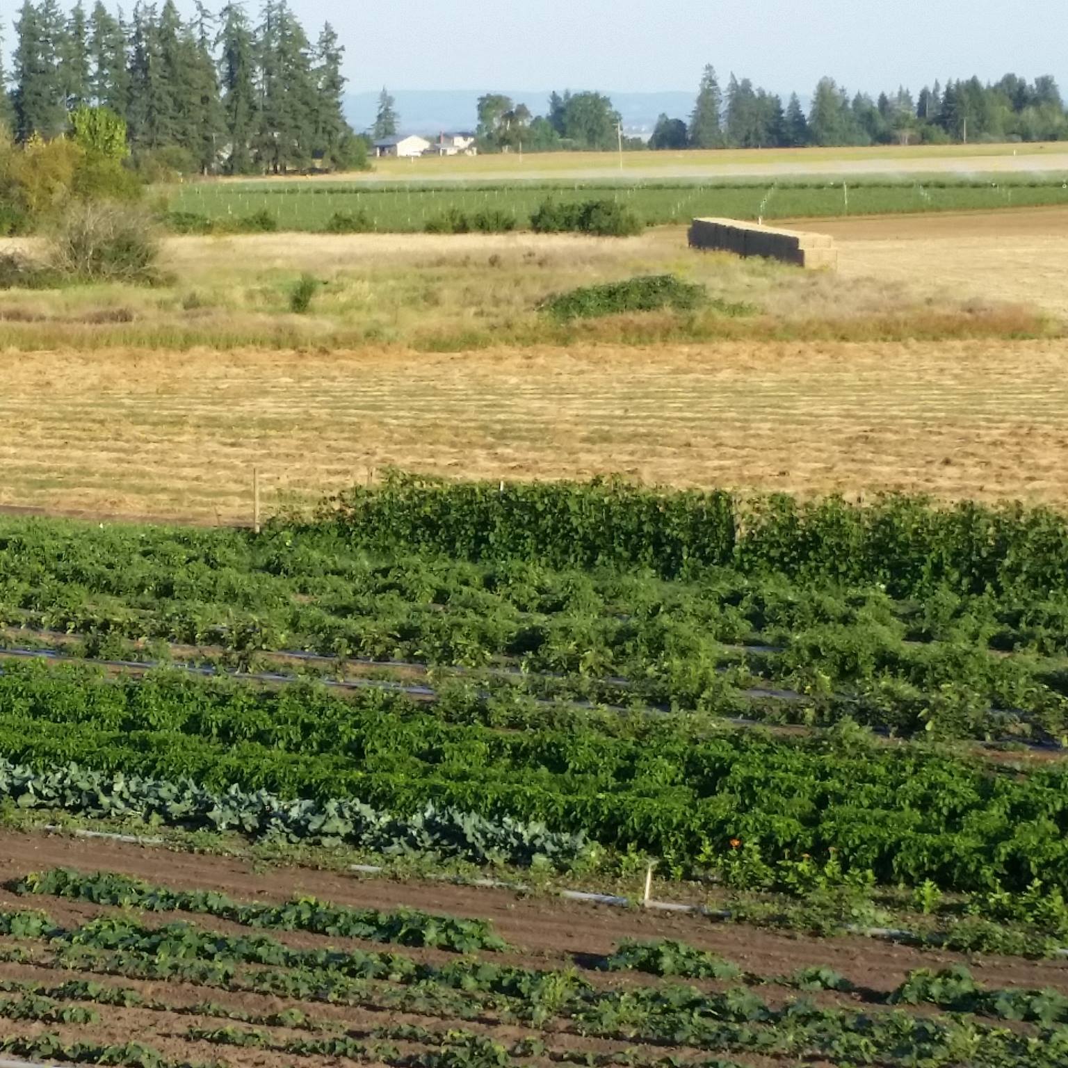 Ed Harris Farm | Salem OR