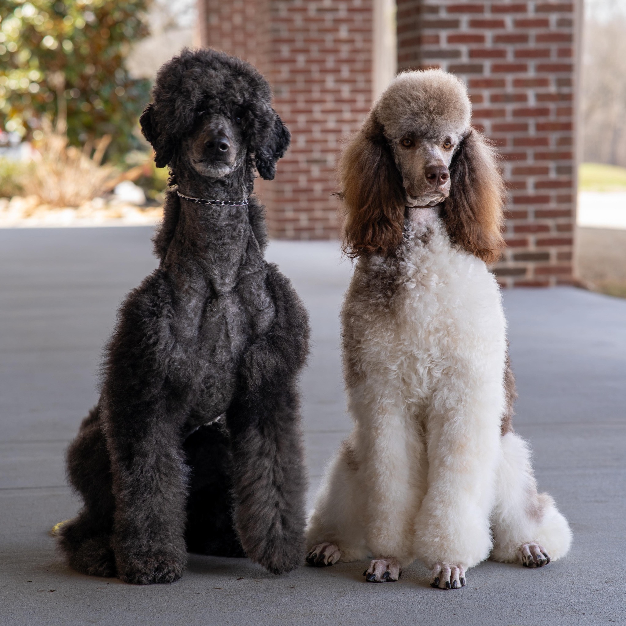 Heartworm Information & Support | Hey, I posted last month asking if ...