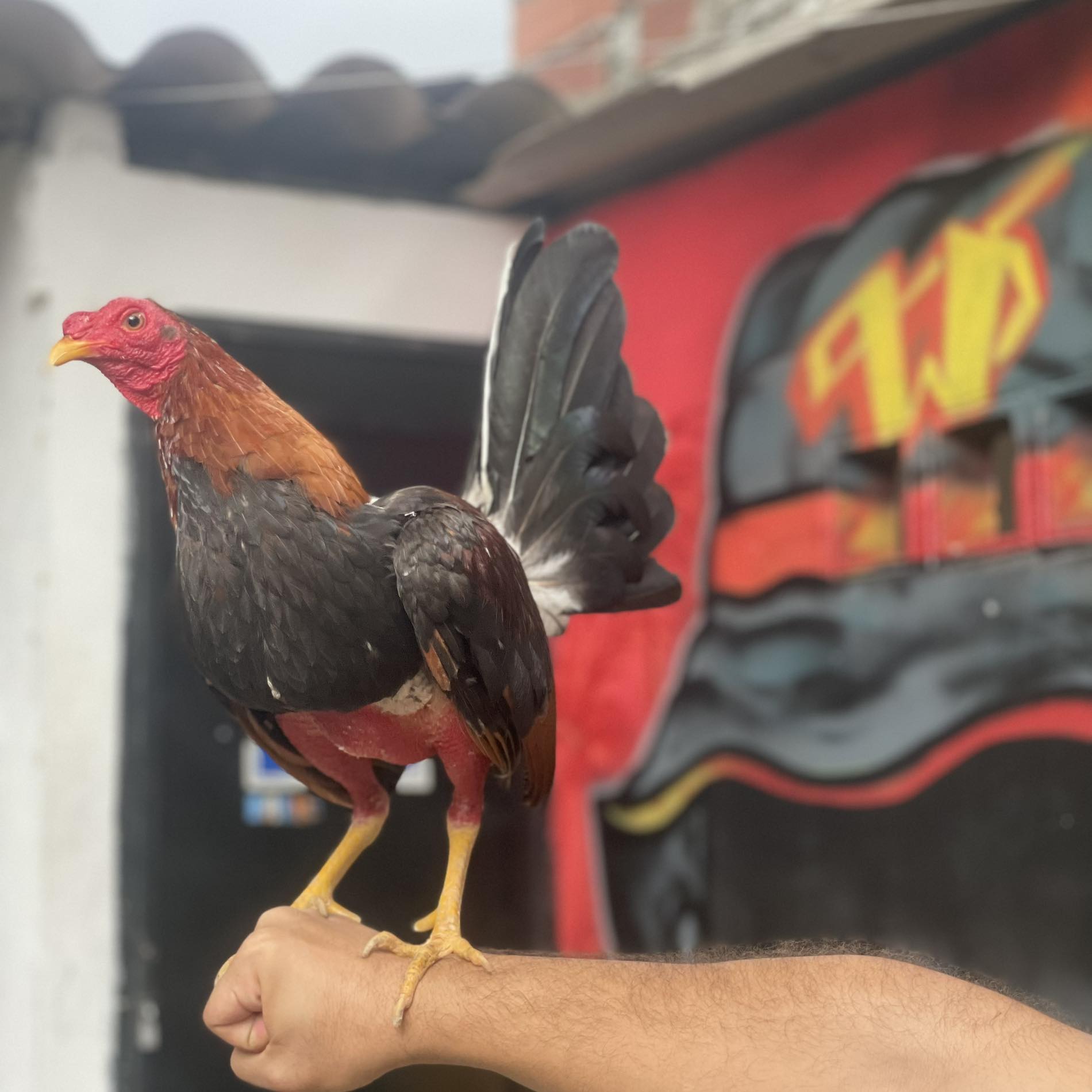 GALLERA LA W (BARRIO LOS ALPES CARTAGENA BOLIVAR) | Facebook