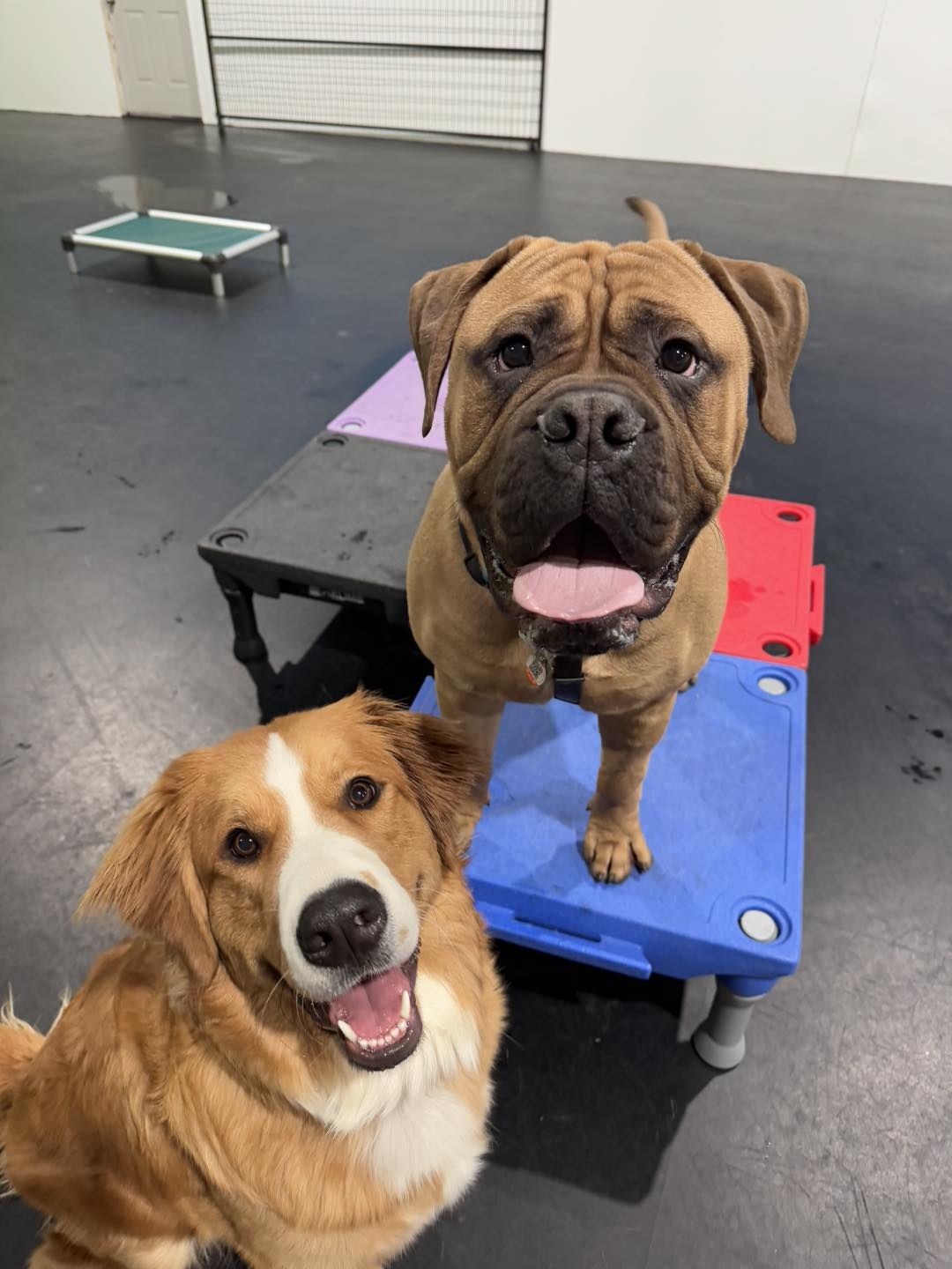 Training at Chasin' Tails | Calgary AB