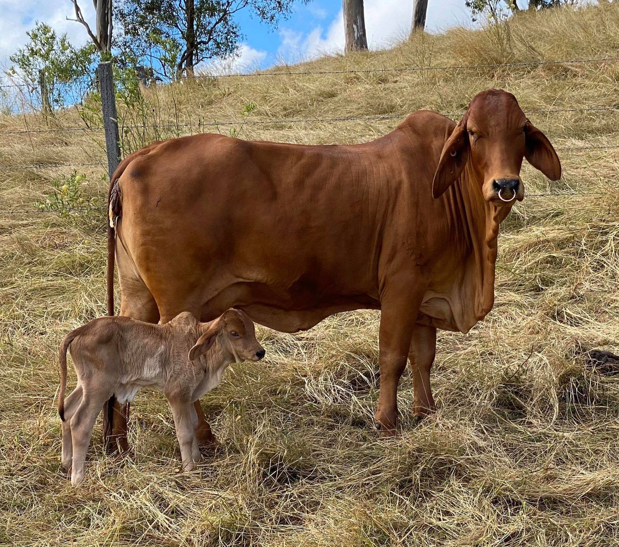 Domando Brahman Stud
