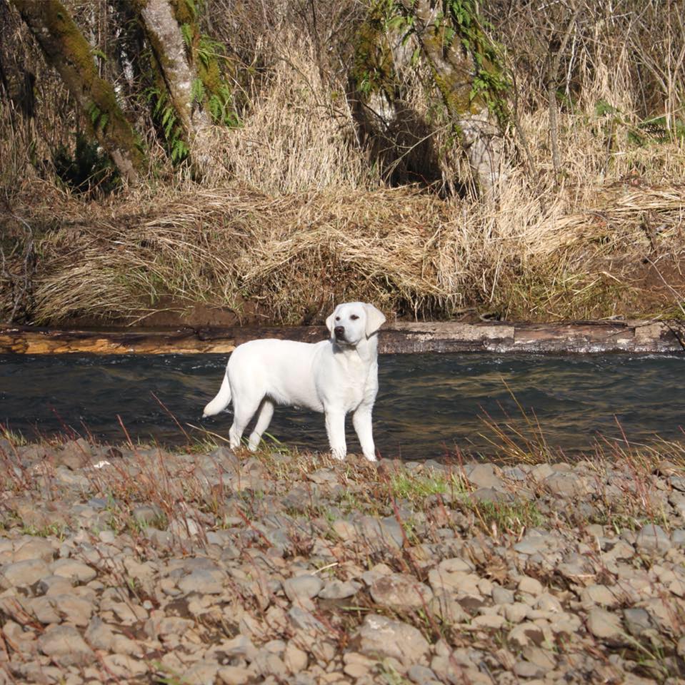 True North Labradors | Kennewick WA