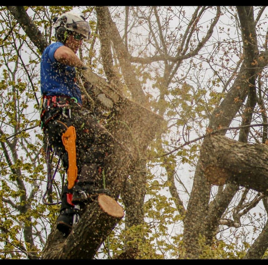 Ferguson Tree Services