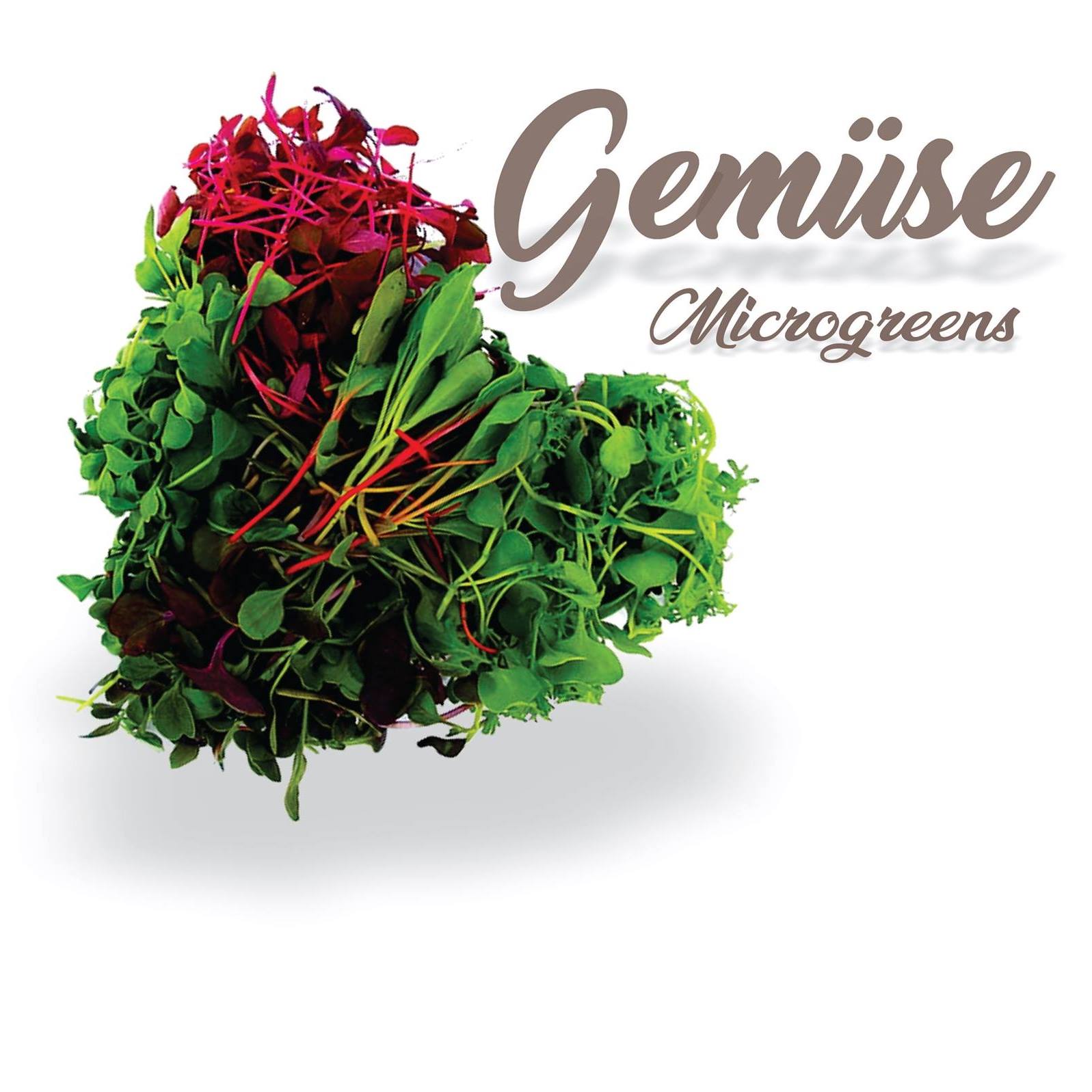 Microgreens Gemuse | Mexico City