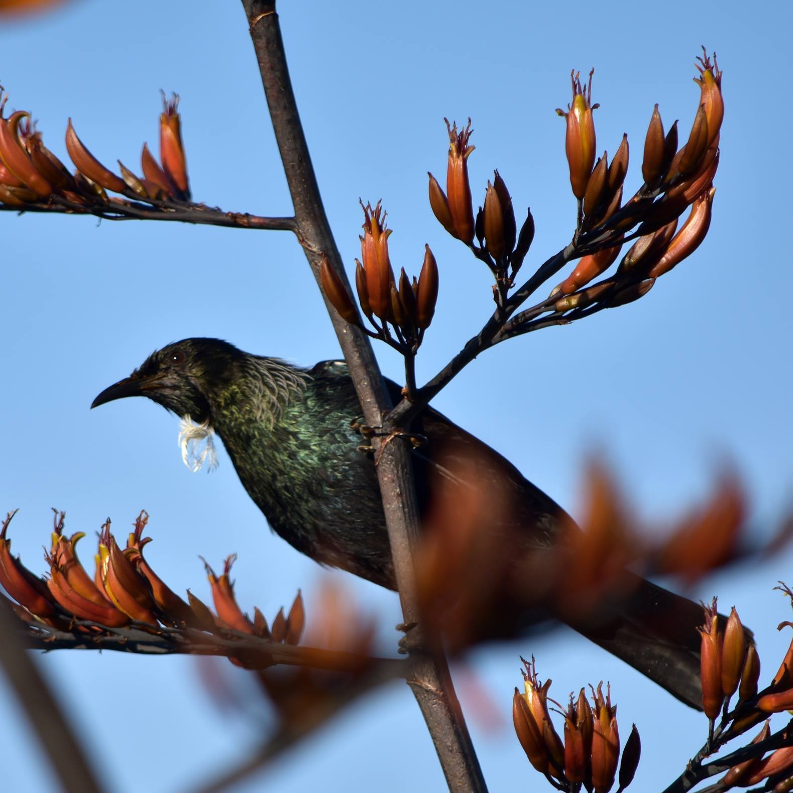Christmas Trees for Upper Hutt's Birds | Upper Hutt