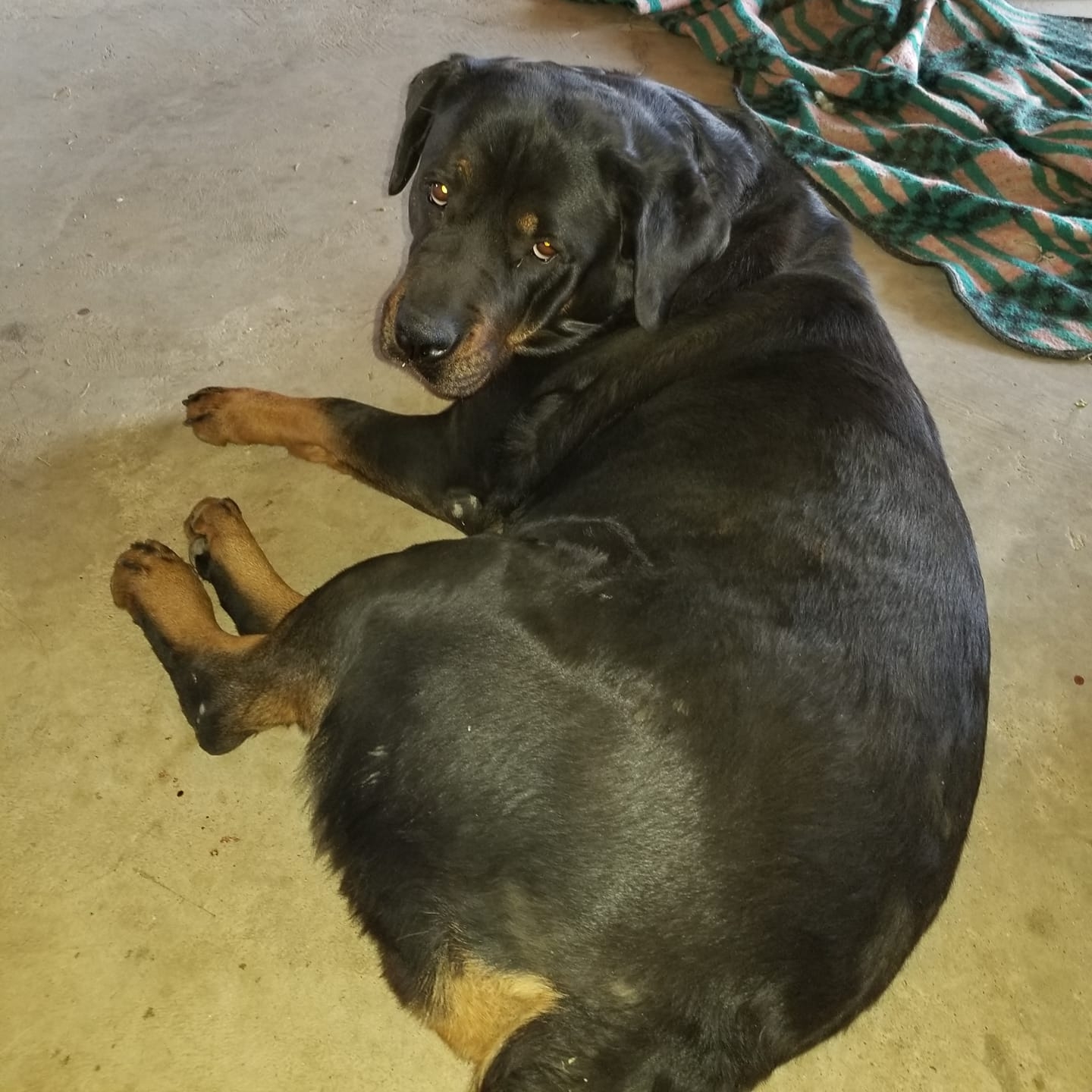 Rotti Ranch INC. | Winchester CA