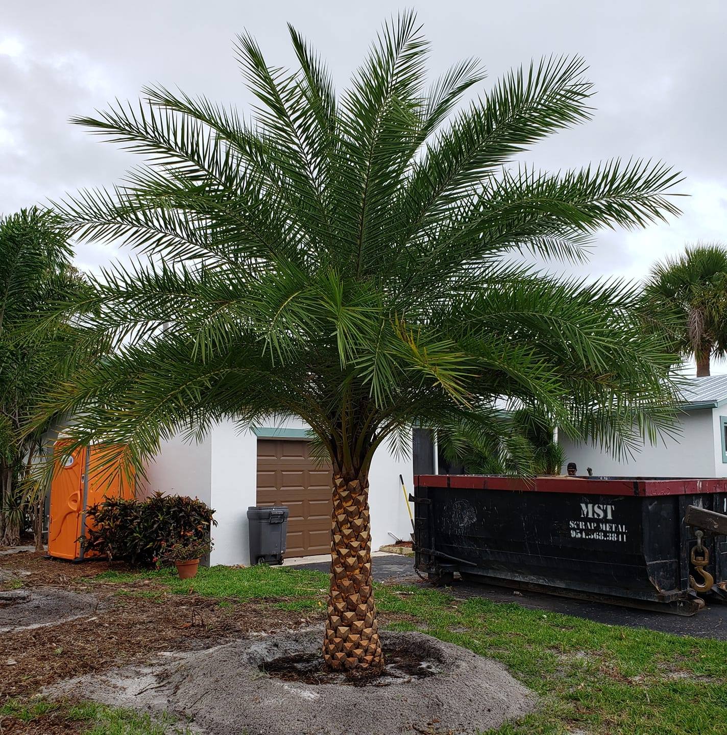 Papi's Tree Farm